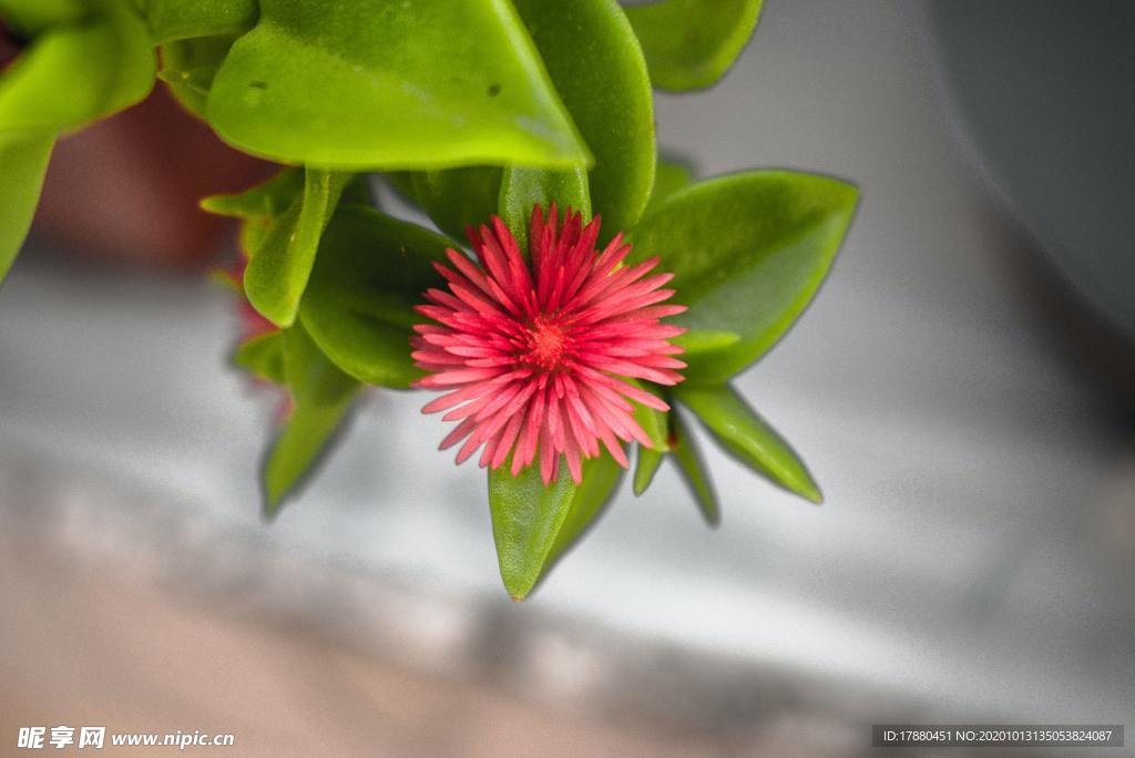 花蕾