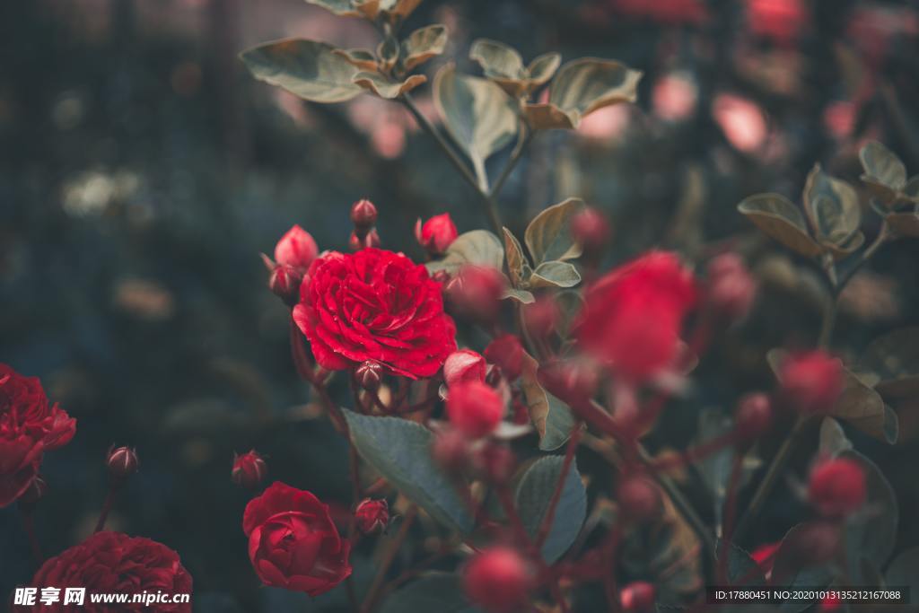 花蕾