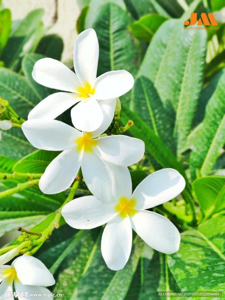 花蕾