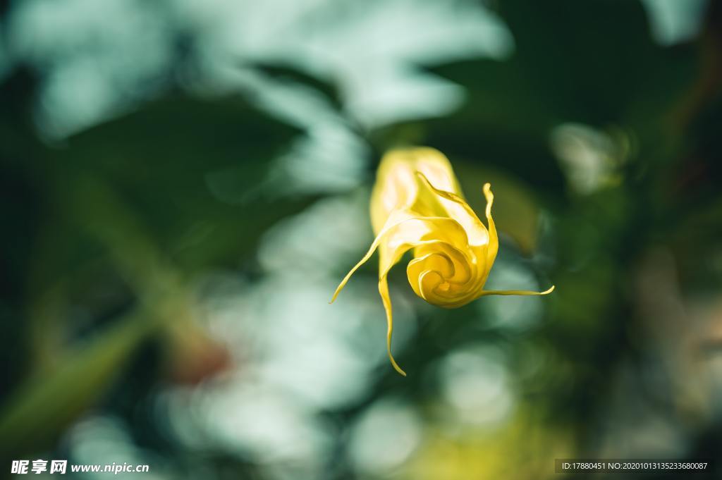 花蕾