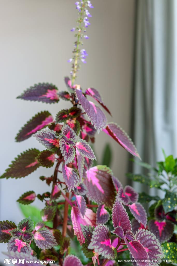 花蕾