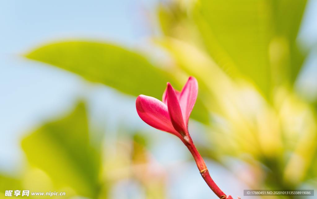 花蕾