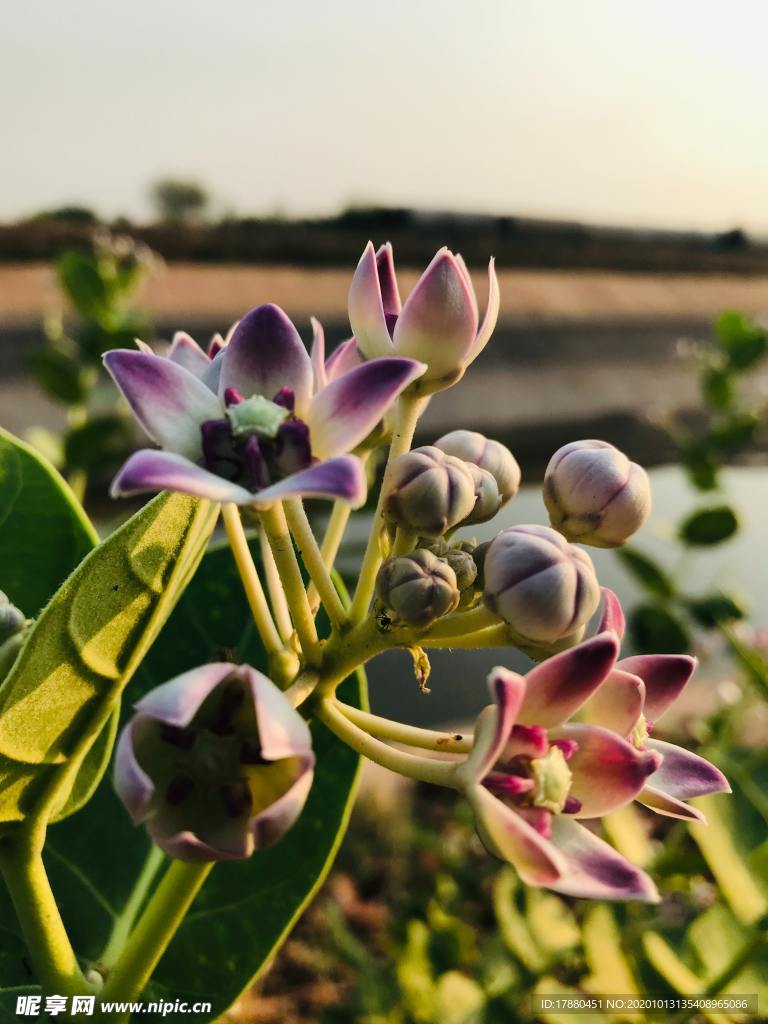 花蕾