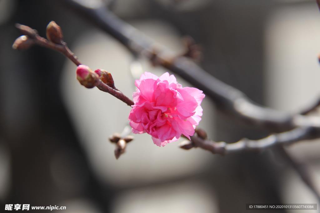 花蕾