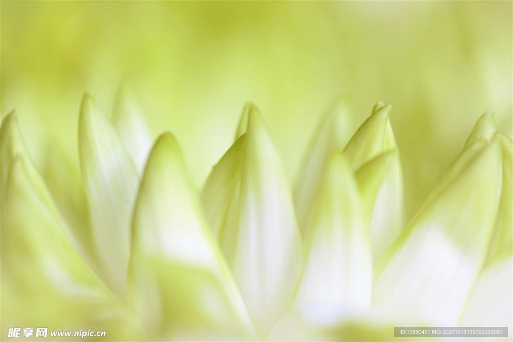 花蕾