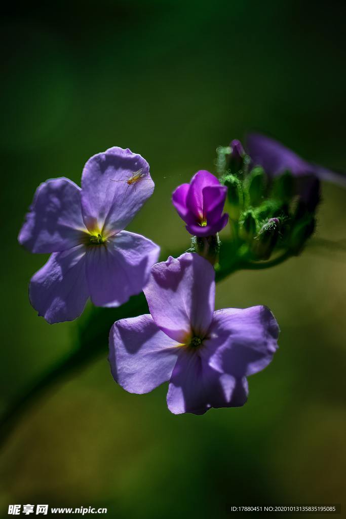 花蕾