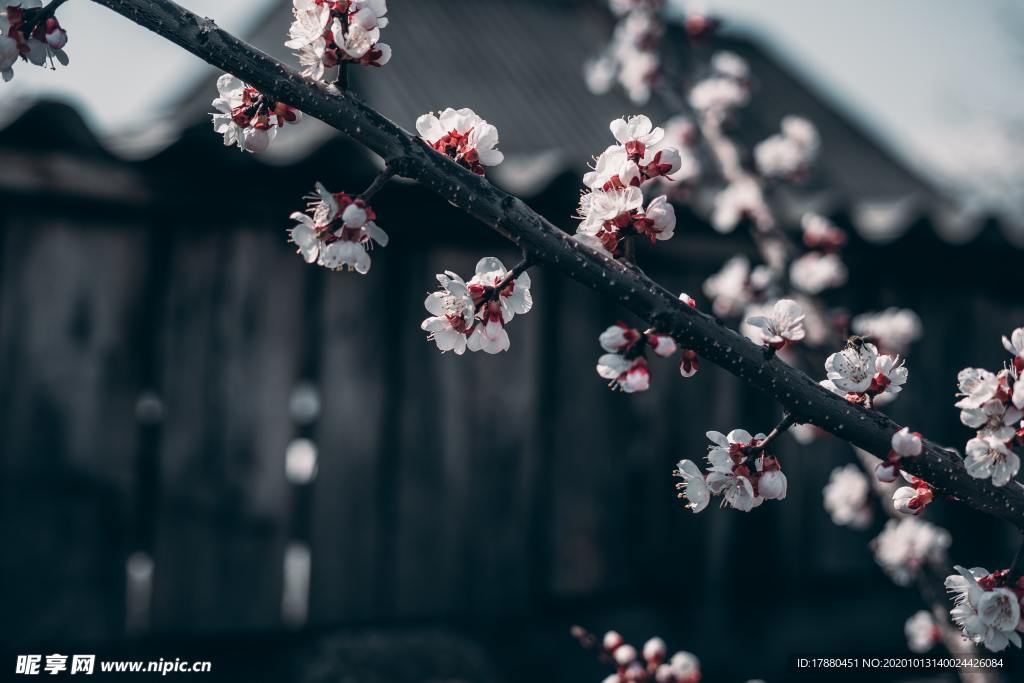 花蕾