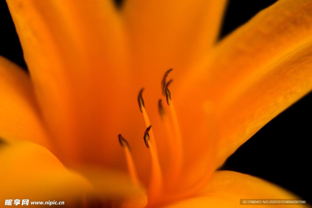 花蕾