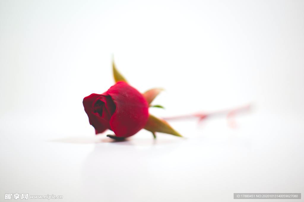 花蕾