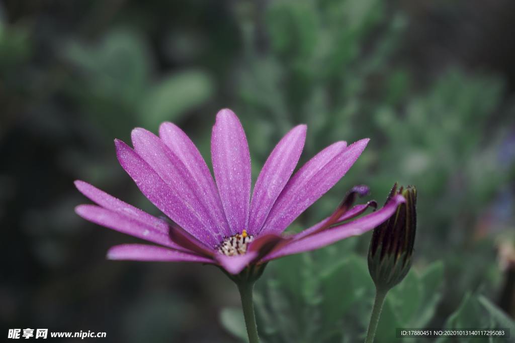 花蕾