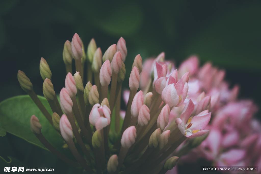 花蕾