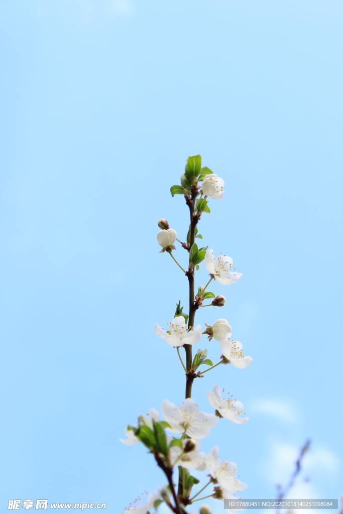 花蕾