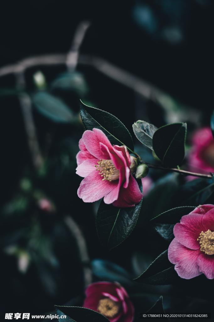 花蕾