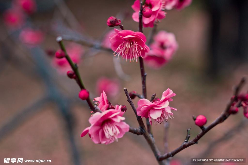 花蕾