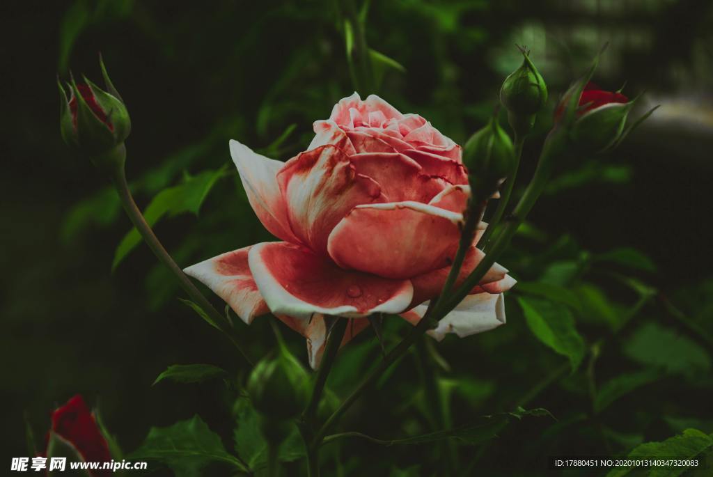 花蕾