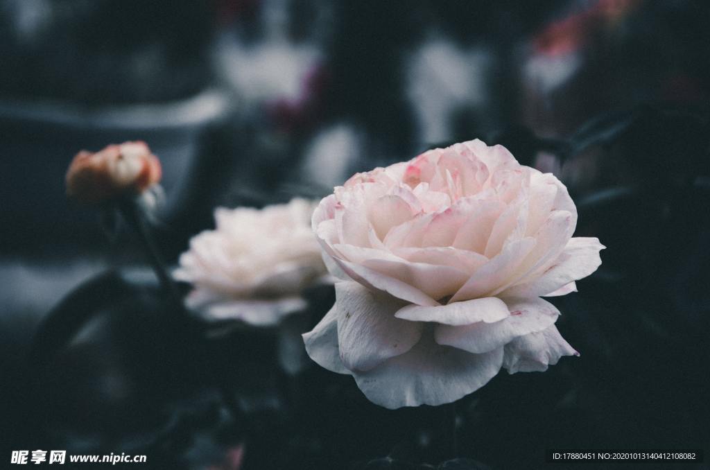 花蕾