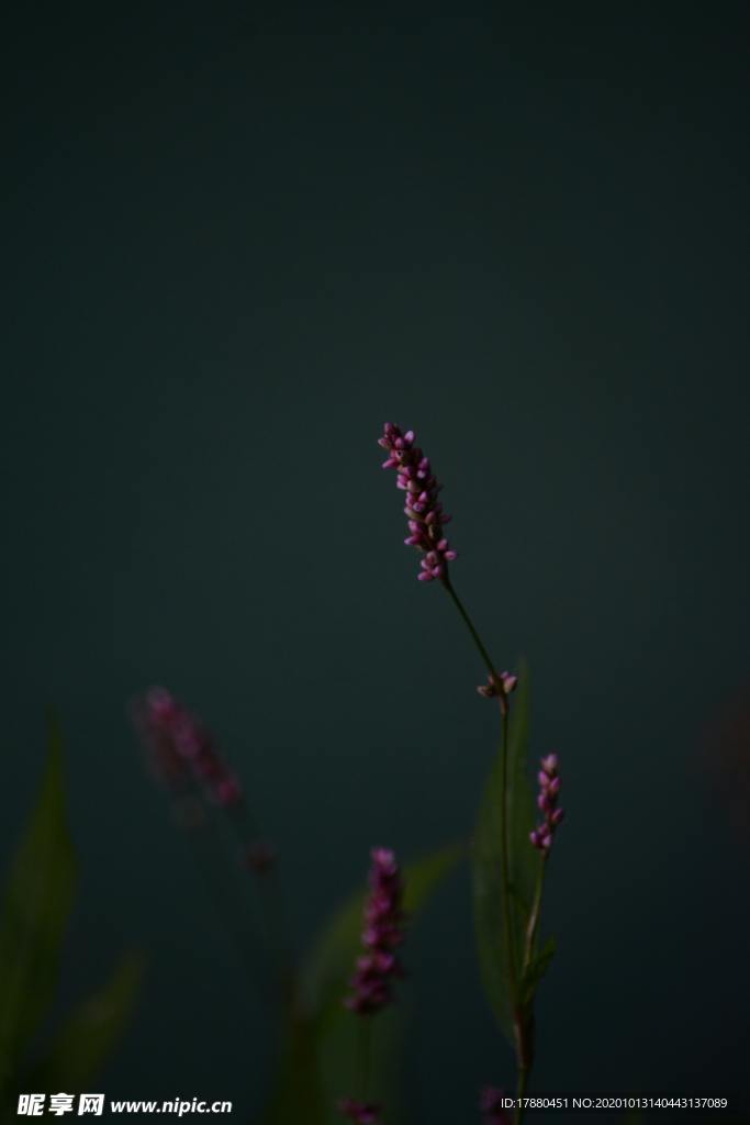 花蕾