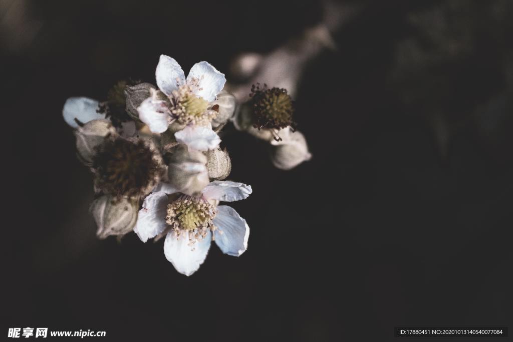 花蕾