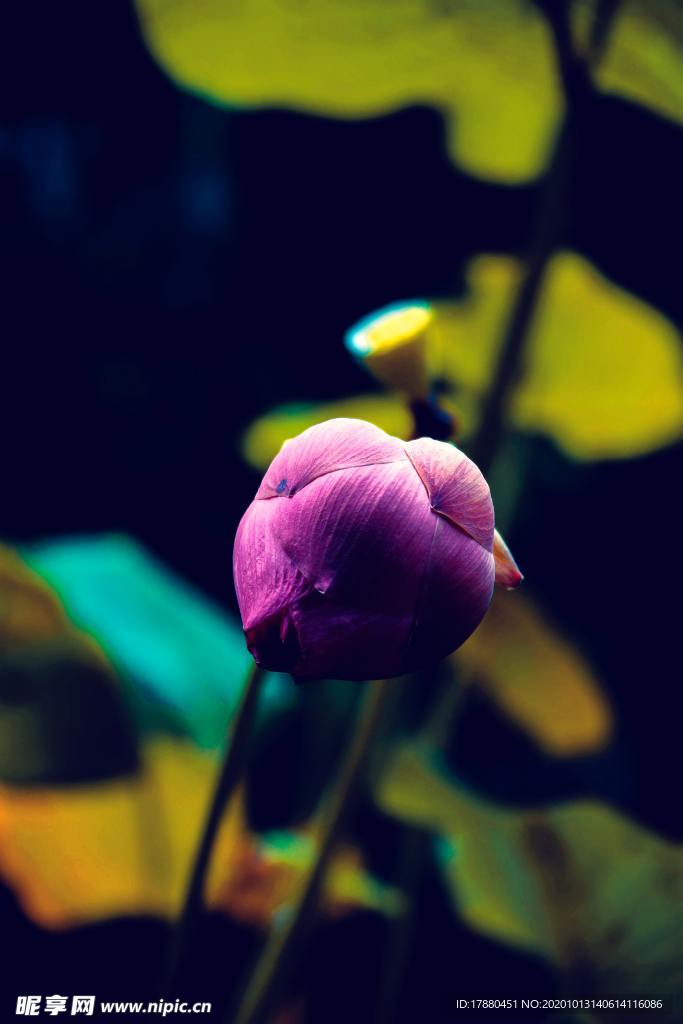 花蕾