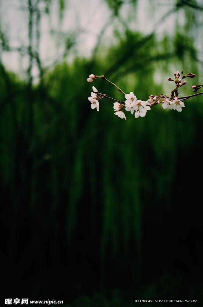 花蕾