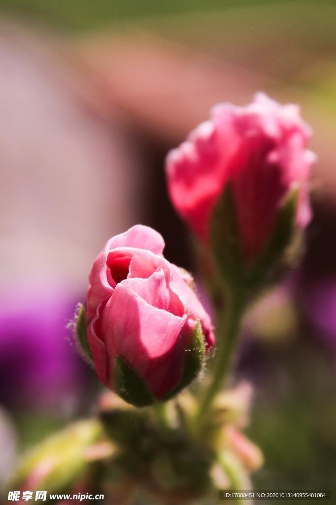 花蕾
