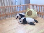 幼年熊猫