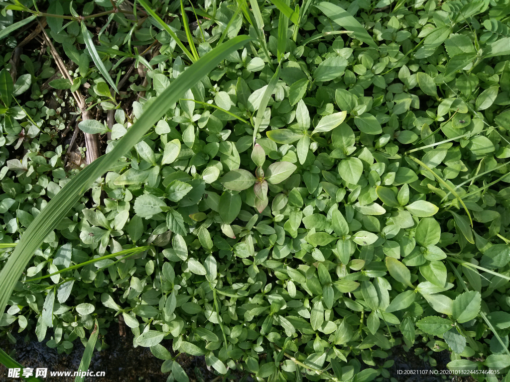 野草