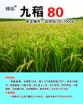 九稻80