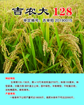 吉农大128  水稻种
