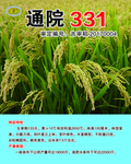 水稻种通院331