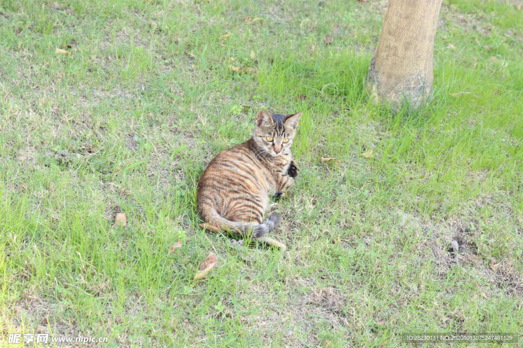 慵懒的猫