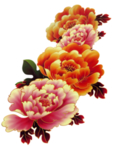 牡丹花