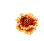 牡丹花