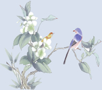 花鸟 素材