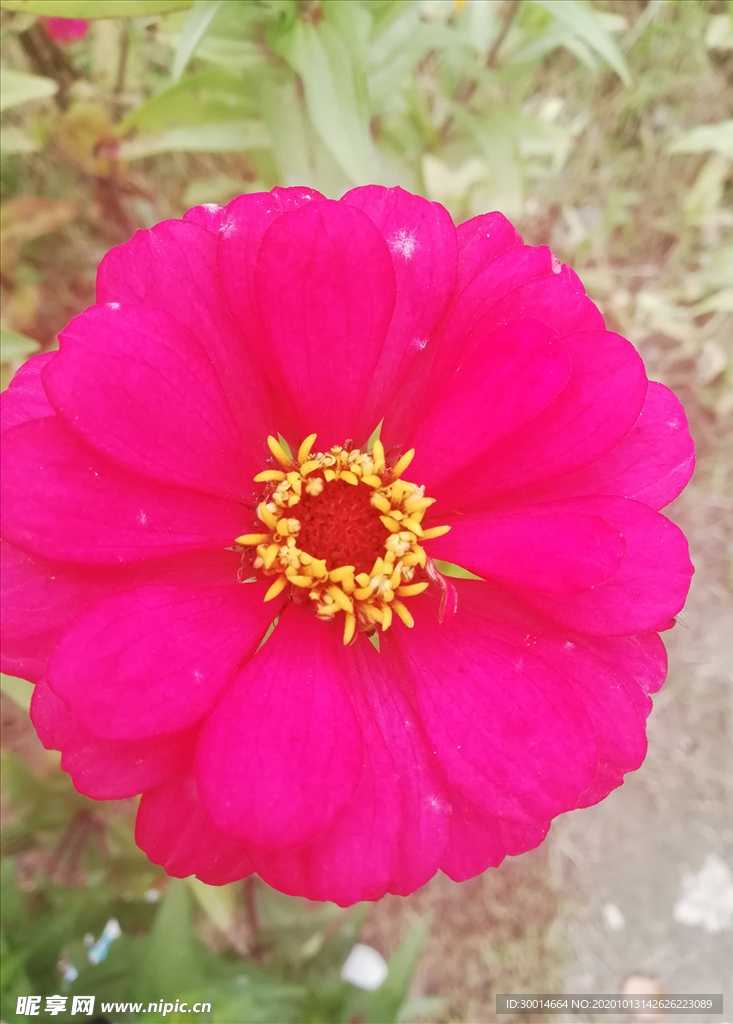 花