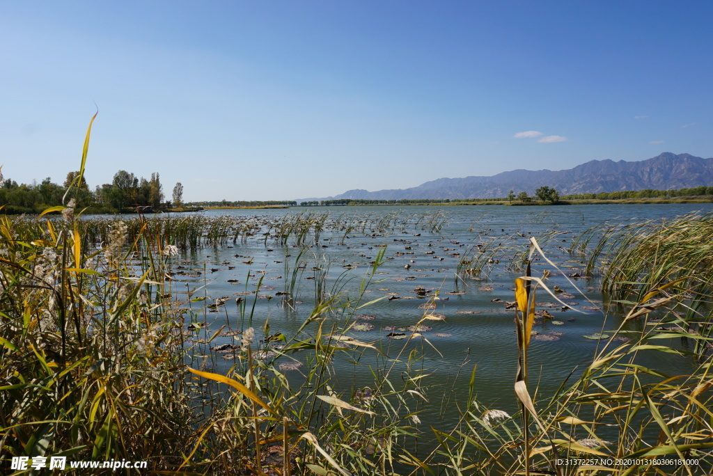 野鸭湖秋景