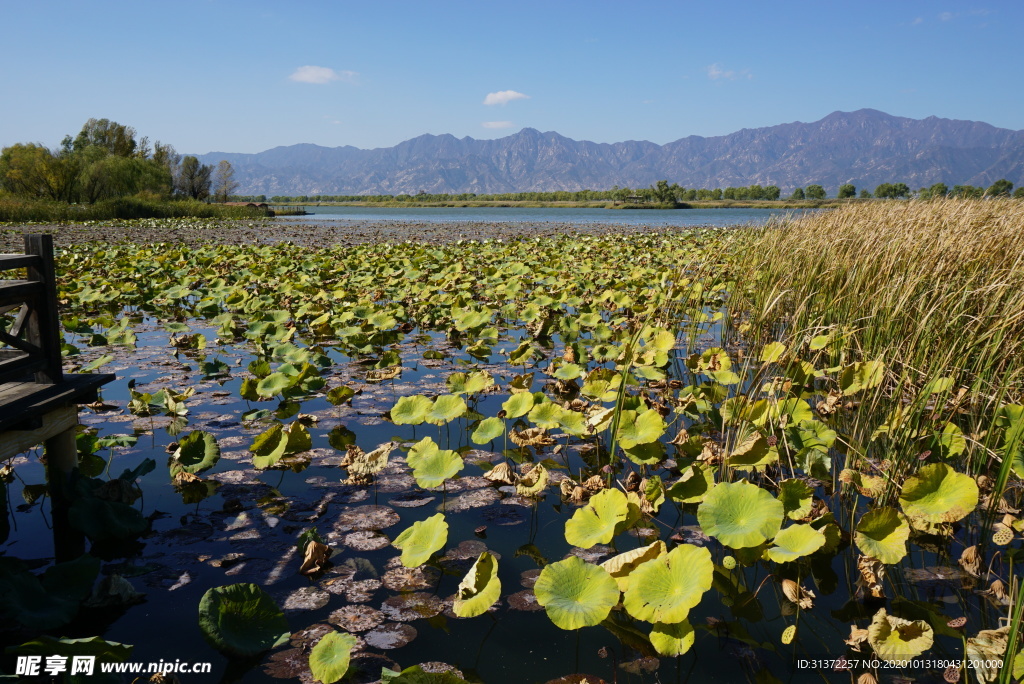 野鸭湖秋景