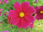波斯菊