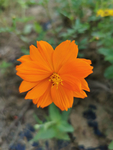 波斯菊