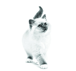 猫咪