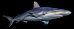 一只巨大的虎鲨水彩画