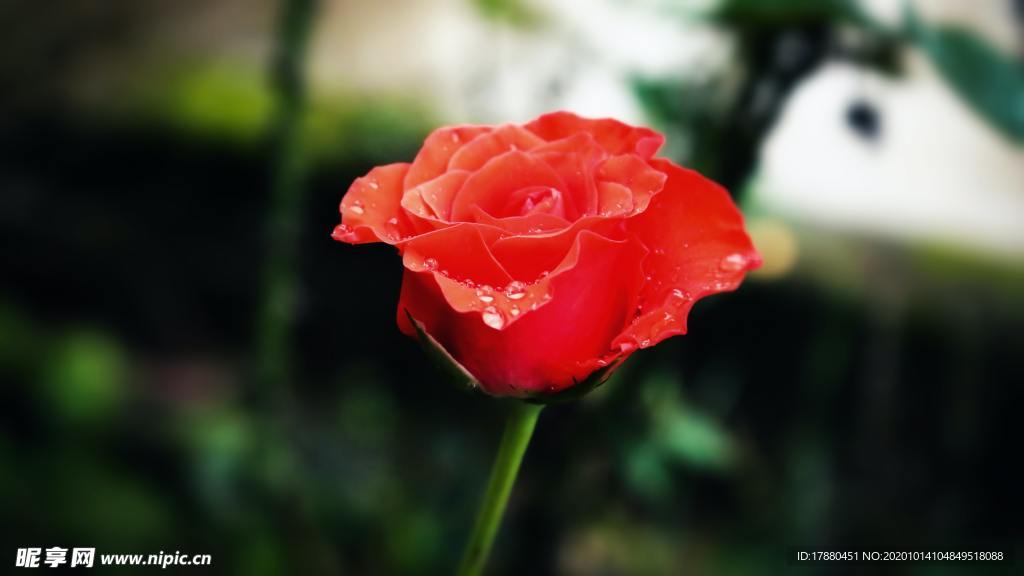 花卉