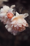 花卉