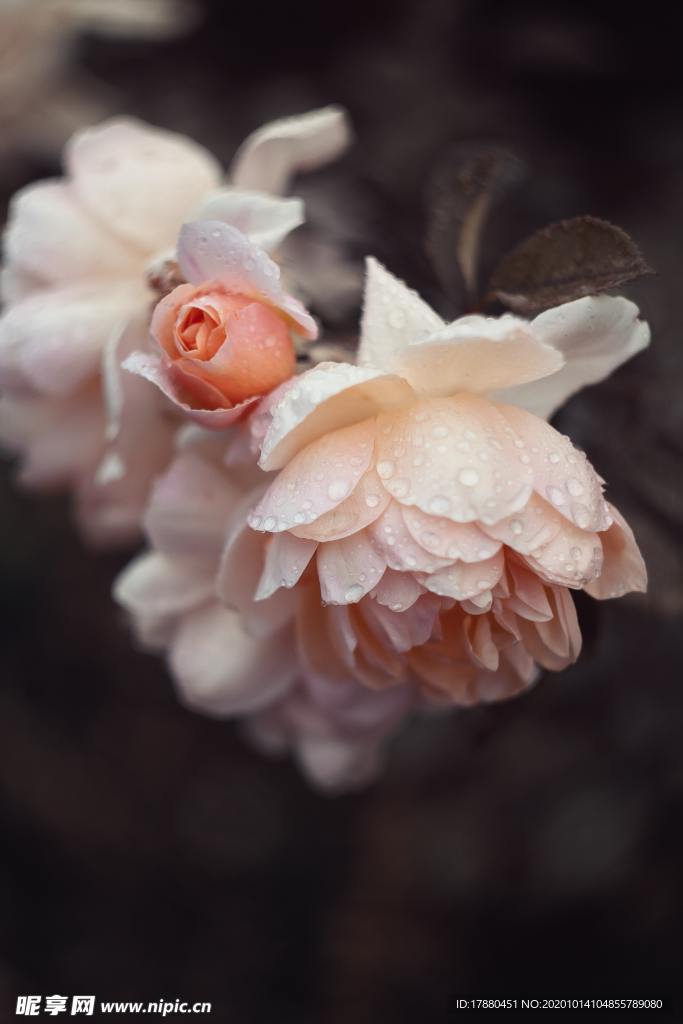 花卉