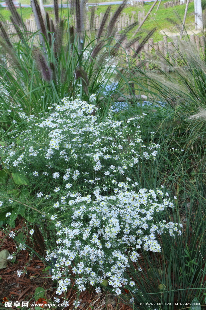 园林花草