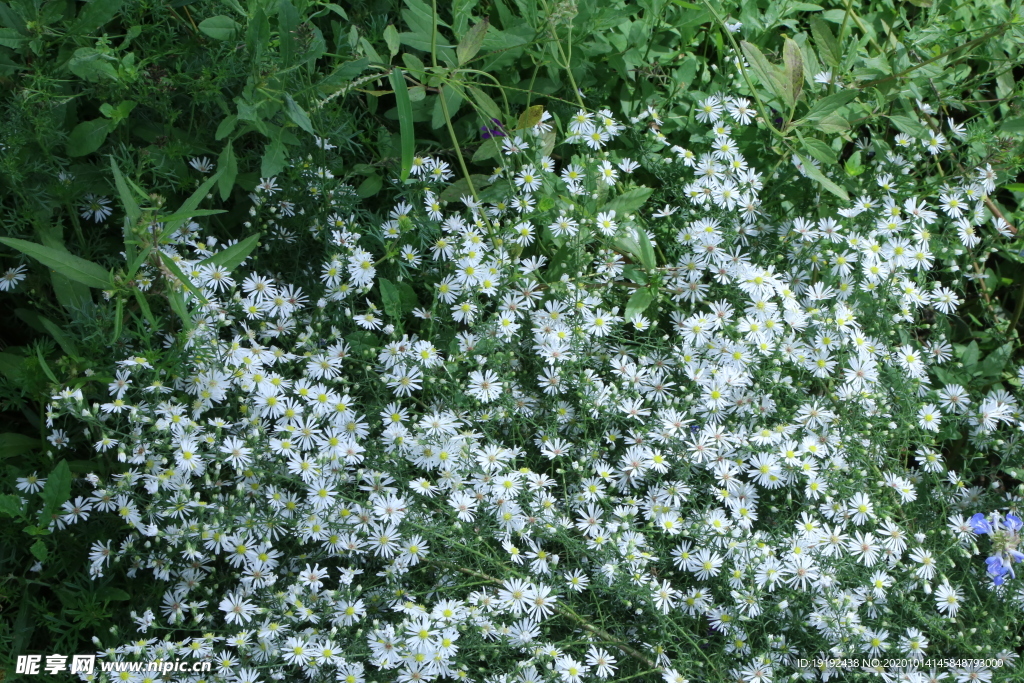 园林花草