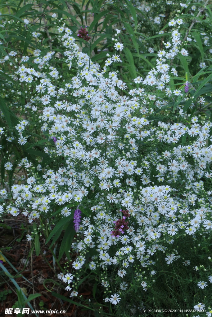 园林花草