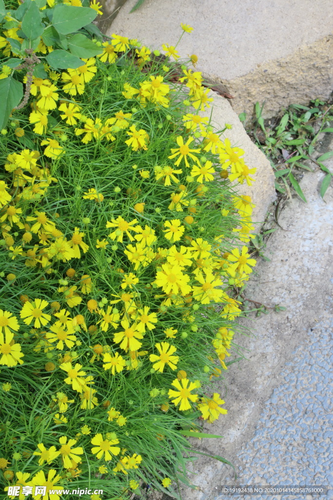 园林花草