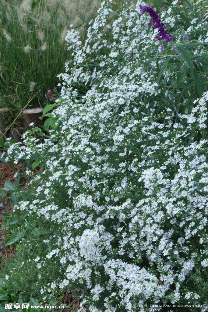 园林花草