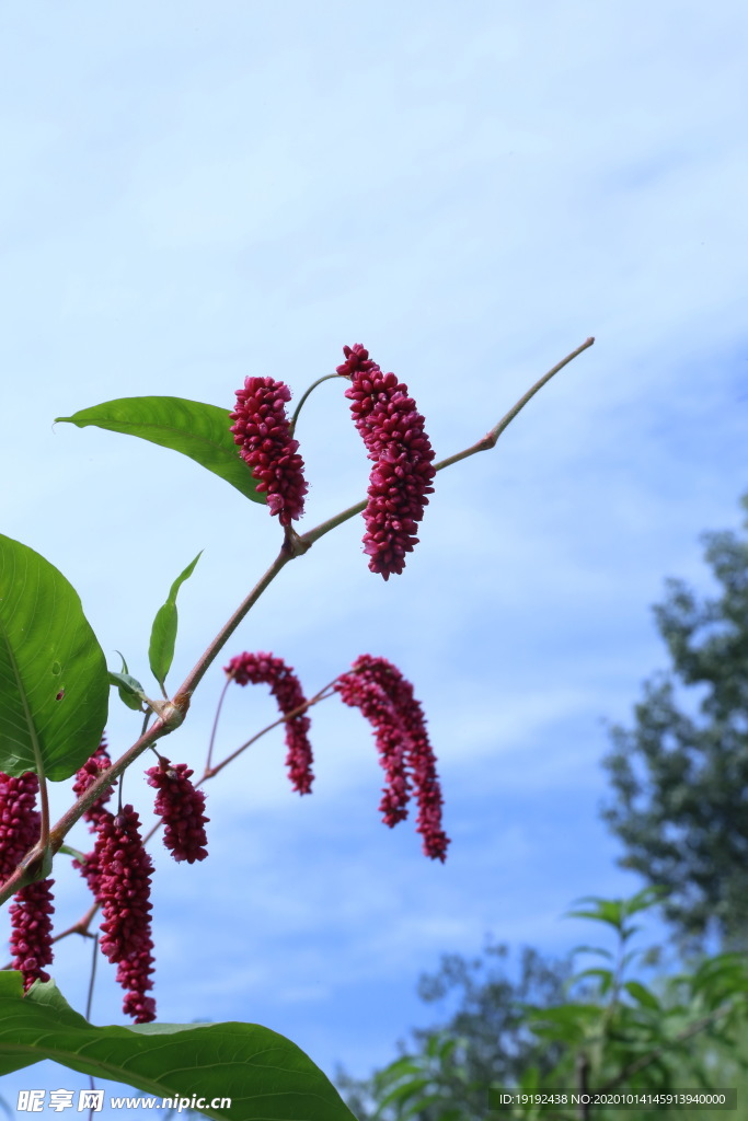 园林花草